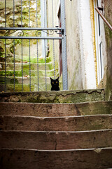 Lonely black kitten looks with bright eyes in the alley of the old city. Scenic urban scene with animals