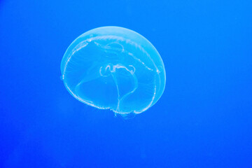 Delicate sea jellyfish soars in the depths of the blue sea. Dangerous wild animals