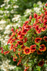 Hanging planters of Calibrachoa, or Million Bells or Trailing Petunia. They are herbaceous plants with a woody shoot axis that grows annual or perennial.