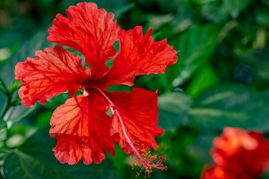 Red Hibiscus Flower detail growing in tropical garden