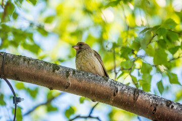 Green and yellow songbird, The European greenfinch sitting on a branch in spring.