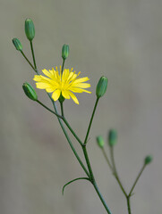 Rough Hawksbeard, close up weed