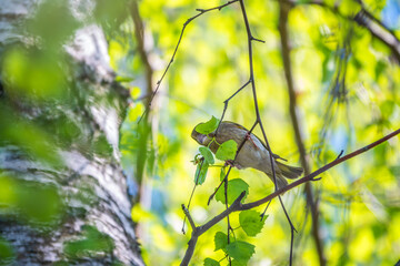 Green and yellow songbird, The European greenfinch sitting on a branch in spring.