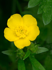 Creeping Buttercup, yellow summer weed
