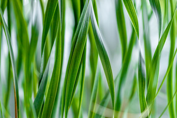 Detail Plant Texture of long flowing tropical leaves