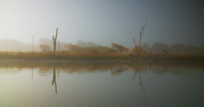 journey through a virgin wetland