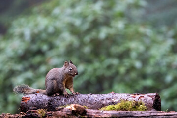 Douglas Squirrel standing on a log.