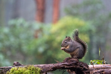 Douglas Squirrel standing on a log eating a nut.