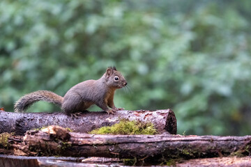 Douglas Squirrel standing on a log.