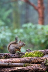 Douglas Squirrel standing on a log.
