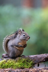 Naklejka na ściany i meble Douglas Squirrel standing on a log.