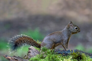 Cautious Douglas Squirrel on a moss-covered log.