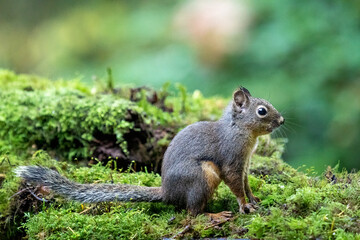 Douglas Squirrel sitting on a moss-covered log.