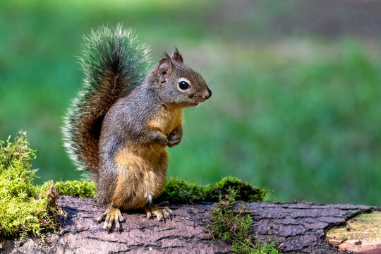 Douglas Squirrel standing on back paws on a moss-covered log.