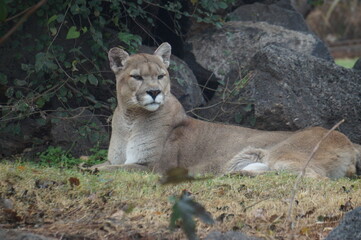 Mountain Lion Lounging