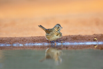 Lincoln's Sparrow (Melospiza lincolnii) drinking