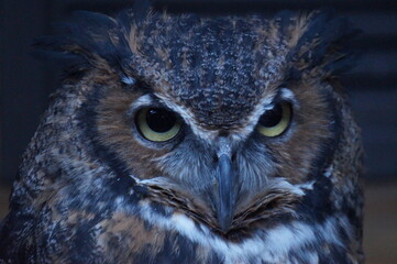 Owl Nocturnal