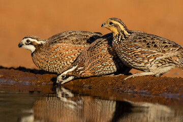 Northern Bobwhite (Colinus virginianus) drinking