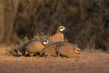 Northern Bobwhite (Colinus virginianus) covey