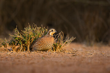 Northern Bobwhite (Colinus virginianus) female hiding
