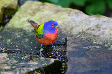 Painted Bunting (Passerina ciris) in spring