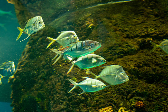Group of alectis fish swimming in the water