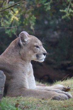 Portrait Profile Of A Mountain Lion Cougar