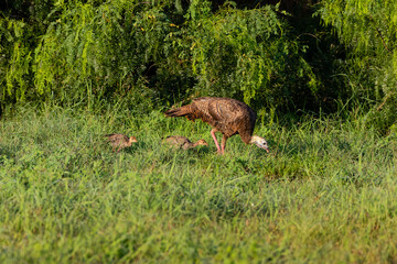Wild Turkey (Meleagris gallopavo) adult and young