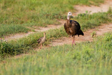 Wild Turkey (Meleagris gallopavo) adult and young