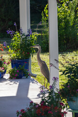 Great Blue Heron (Ardea Herodias) on patio garden Marion County, Illinois.