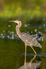 Great Blue Heron (Ardea Herodias) feeding in wetland Marion County, Illinois.