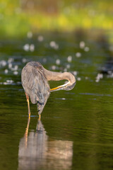 Great Blue Heron (Ardea Herodias) preening in wetland Marion County, Illinois.