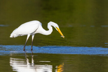 Great Egret (Ardea alba) fishing in wetland Marion County, Illinois.