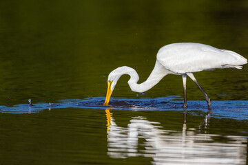 Great Egret (Ardea alba) fishing in wetland Marion County, Illinois.