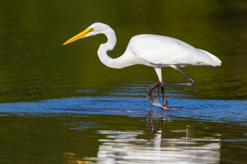 Great Egret (Ardea alba) fishing in wetland Marion County, Illinois.