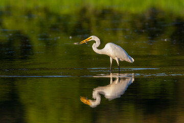 Great Egret (Ardea alba) fishing in wetland Marion County, Illinois.