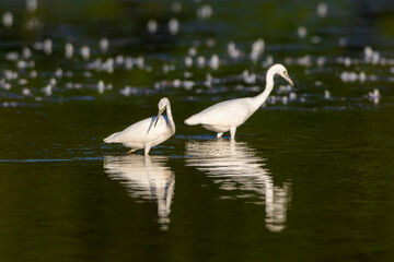 Obraz premium Little Blue Herons (Egretta caerulea) immature fishing in wetland Marion County, Illinois.