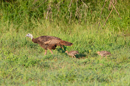 Wild Turkey (Meleagris gallopavo) adult and young