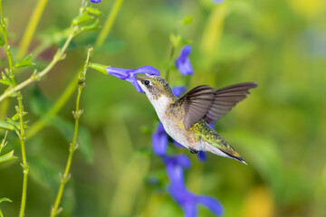 Fototapeta premium Ruby-throated Hummingbird (Archilochus colubris) at Blue Ensign Salvia (Salvia guaranitica) Marion County, Illinois.