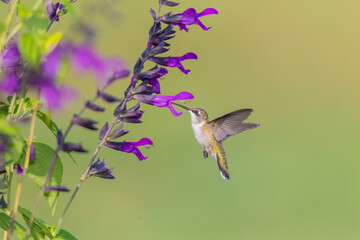 Fototapeta premium Ruby-throated Hummingbird (Archilochus colubris) at Salvia 'Purple and Bloom' (Salvia guaranitica) Marion County, Illinois.