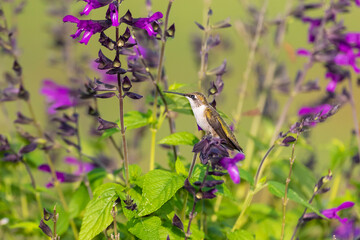 Ruby-throated Hummingbird (Archilochus colubris) at Salvia 'Purple and Bloom' (Salvia guaranitica)...