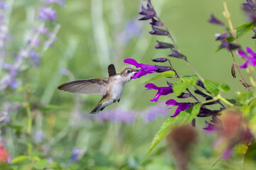 Ruby-throated Hummingbird (Archilochus colubris) at Salvia 'Purple and Bloom' (Salvia guaranitica) Marion County, Illinois.