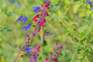 Ruby-throated Hummingbird (Archilochus colubris) at Skyscraper Dark Purple Salvia (Salvia hybrid) Marion County, Illinois.