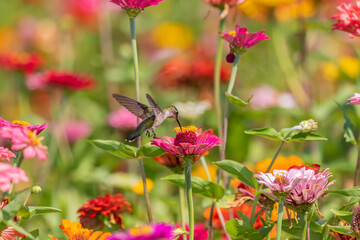 Ruby-throated Hummingbird (Archilochus colubris) at Zinnias Union County, Illinois.