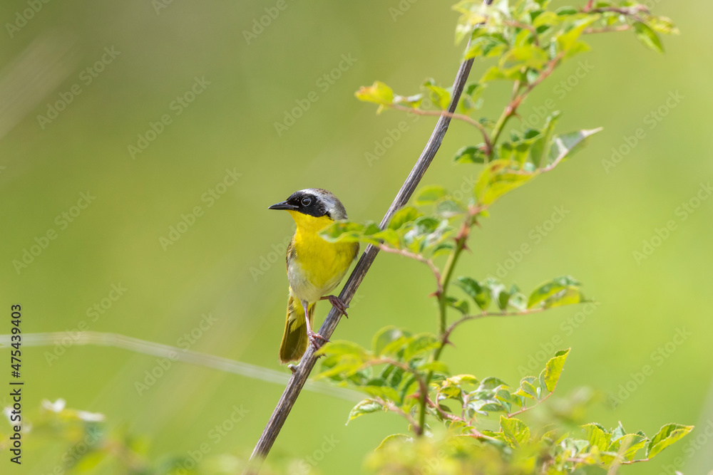 Sticker common yellowthroat (geothlypis trichas) male in prairie marion county, illinois.