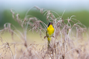Common Yellowthroat (Geothlypis trichas) male singing in prairie Marion County, Illinois.