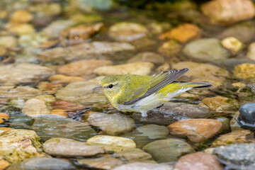 Tennessee Warbler (Leiothlypis peregrina) bathing Marion County, Illinois.