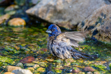 Blue Grosbeak (Passerina caerulea) male bathing Marion County, Illinois.