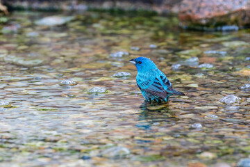 Indigo Bunting (Passerina cyanea) male bathing Marion County, Illinois.