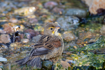 Dickcissel (Spiza americana) bathing Marion County, Illinois.